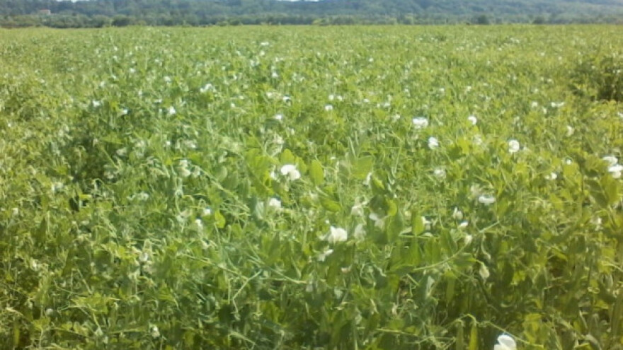 Kako do visokih prinosa stočnog graška?