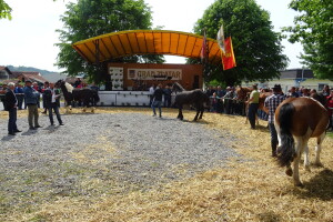 Šampioni izložbe pastuh Vihor i krava Maja