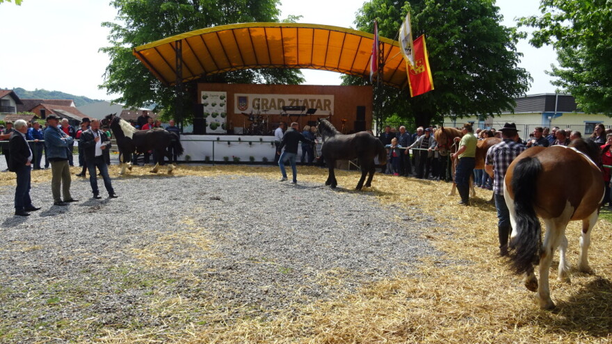 Šampioni izložbe pastuh Vihor i krava Maja