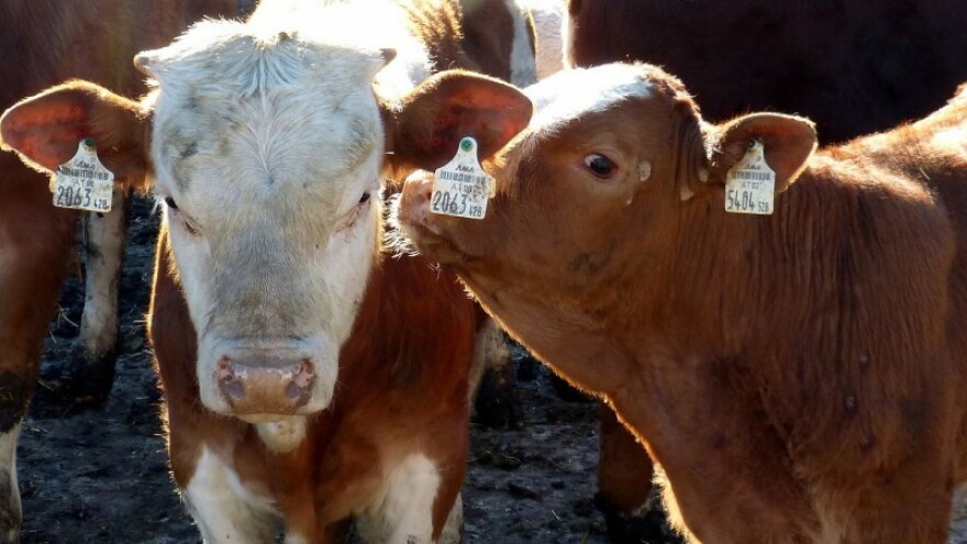 Simentalske junice postižu cijenu do 18 kn/kg!