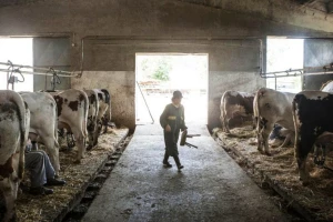 Čak i ako se domaća životinja zarazi, ne predstavlja opasnost za ljude?