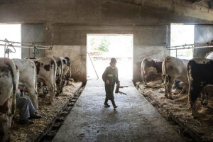 Čak i ako se domaća životinja zarazi, ne predstavlja opasnost za ljude?
