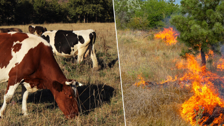 Šumski požari su opasni za stoku