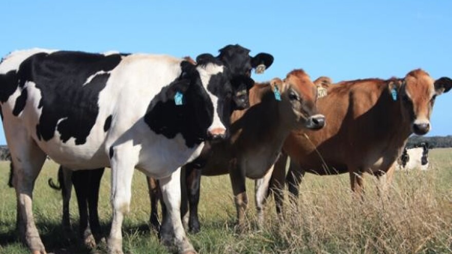 Stočni sajam u Uljaniku ponovno otvorio vrata