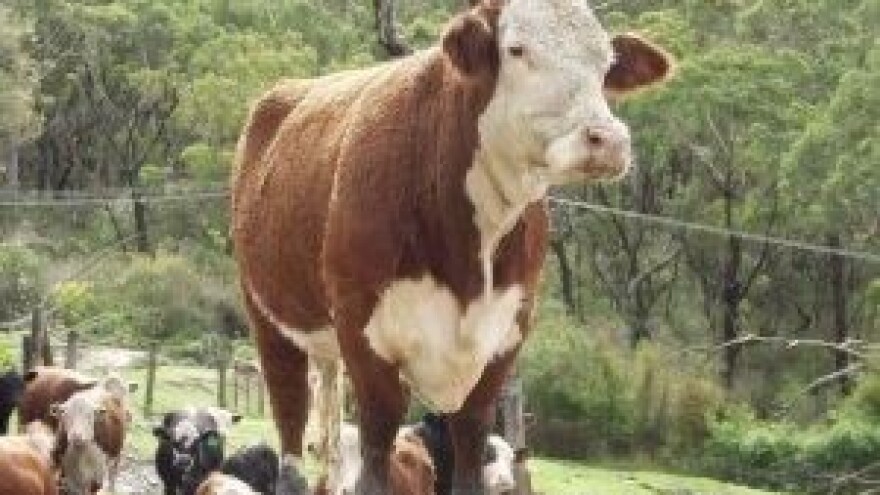 Animalia Istanbul 2014.