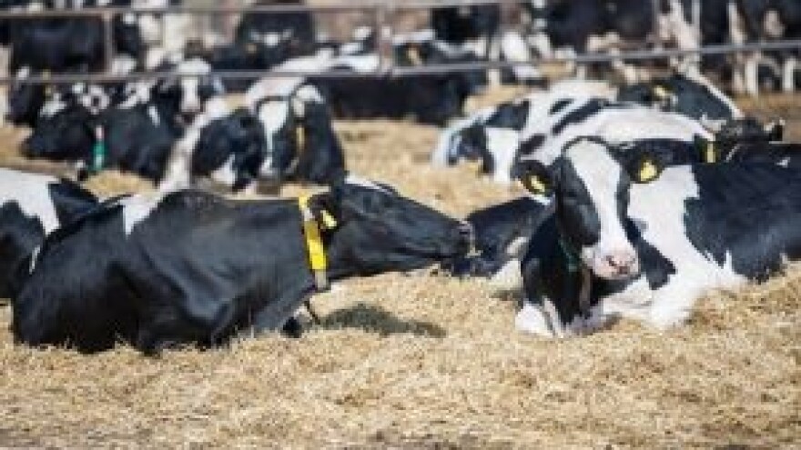 Masovno se gase stočne farme