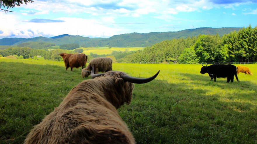 Uvezene biljne vrste ugrožavaju životnu sredinu