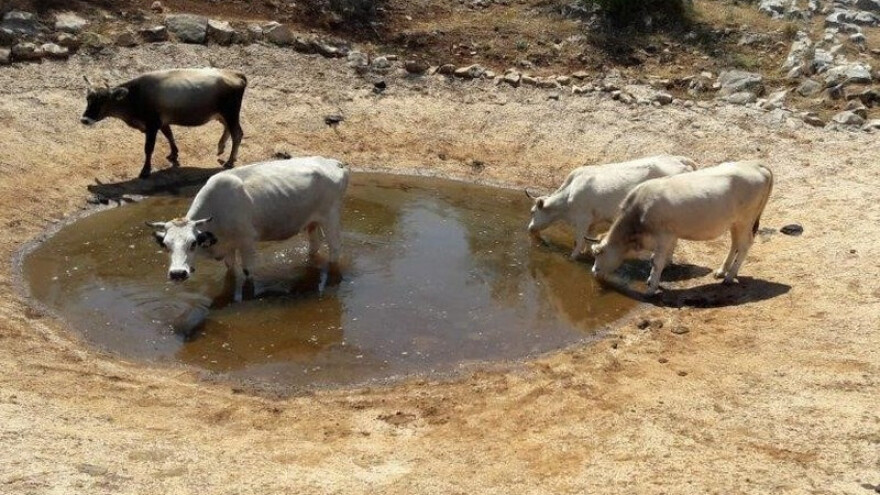 Stočari nemaju dovoljne količine sijena za zimu