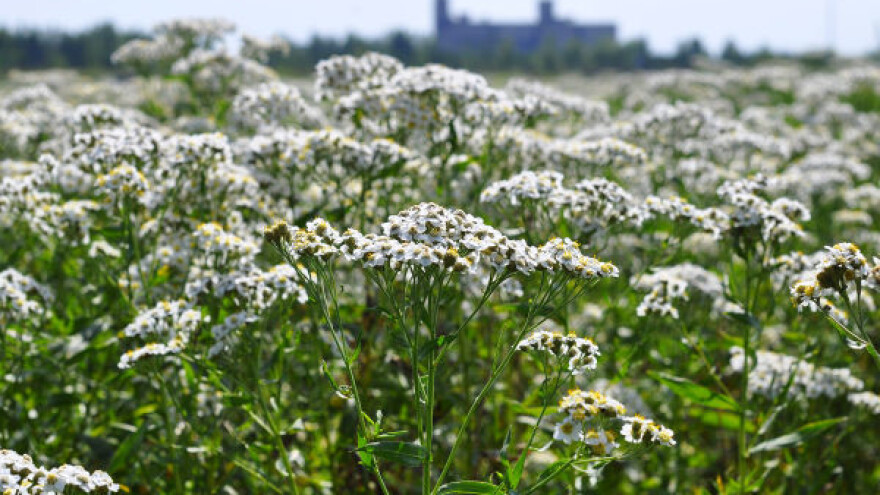 Stolisnik u organskoj i biodinamičkoj poljoprivredi