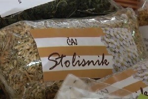 Ljekovito bilje na osječkoj tržnici