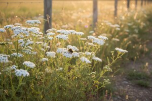 Stolisnik u organskoj i biodinamičkoj poljoprivredi