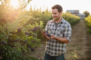 Stolni tenis zamijenio uzgojem aronije
