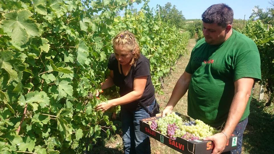 Zašto je stala proizvodnja stolnog grožđa?