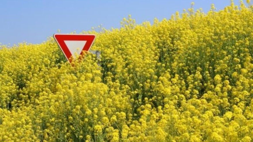Kamo na GMO raskrižju?