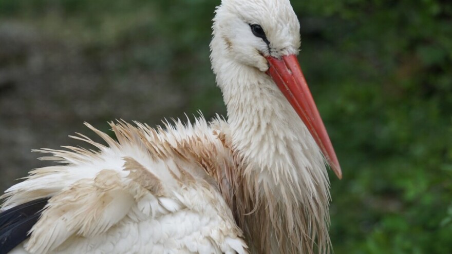 Temeperatura raste, ali kiša neće stati