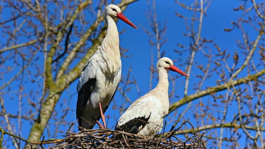 Ako u martu kukavica kuka i roda klepeće, bit će toplo proljeće