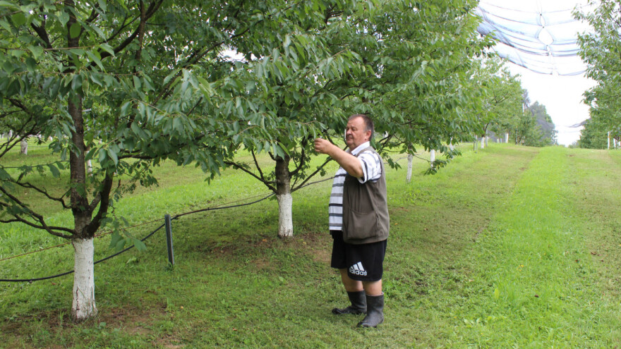 Znate li da se u Hrvatskoj nalazi najveća klonska plantaža divljih trešanja u Europi?