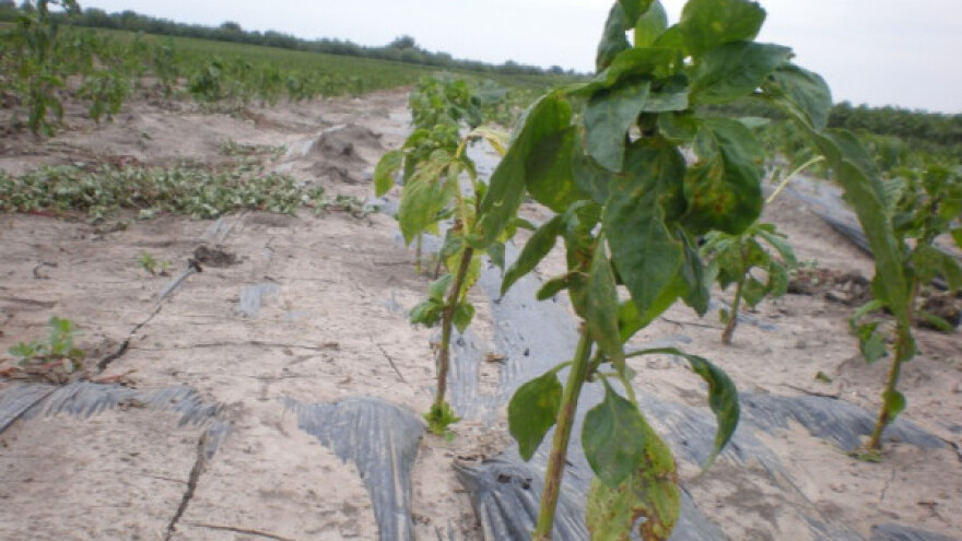 Grad obrao 900 miliona dinara u ataru Zrenjanina