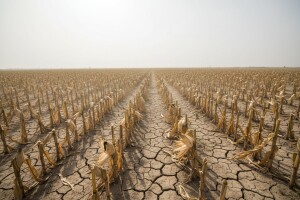 Stradala trećina uroda soje i kukuruza
