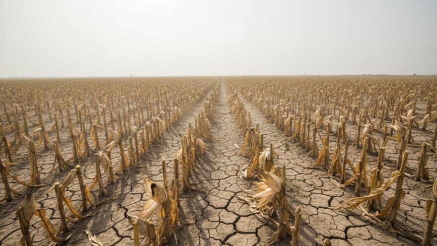 Stradala trećina uroda soje i kukuruza