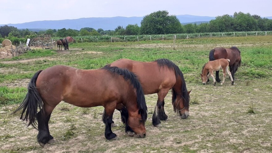 U 2020. zabilježen veći broj kopitara, najzastupljeniji konji i to hladnokrvnjaci