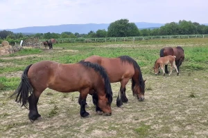 Miško Šklempe: Konjima se svaki dan mora biti blizu repa