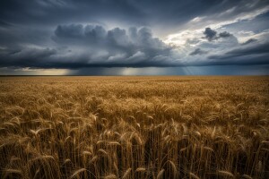 Strah od nepovoljnih vremenskih prilika podigao cijene žitarica i ulja