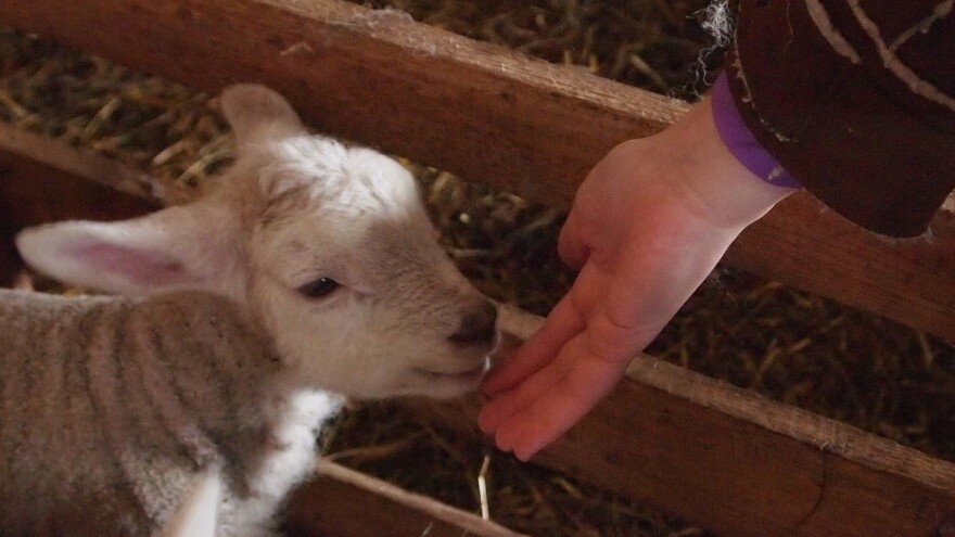 Stočar koji štrajka u banjalučkom parku poručio: Poklonit ću i zadnje jagnje nadležnima