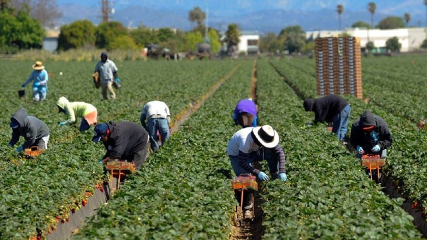 Useljenici u razvijenim zemljama pokreću agrar!