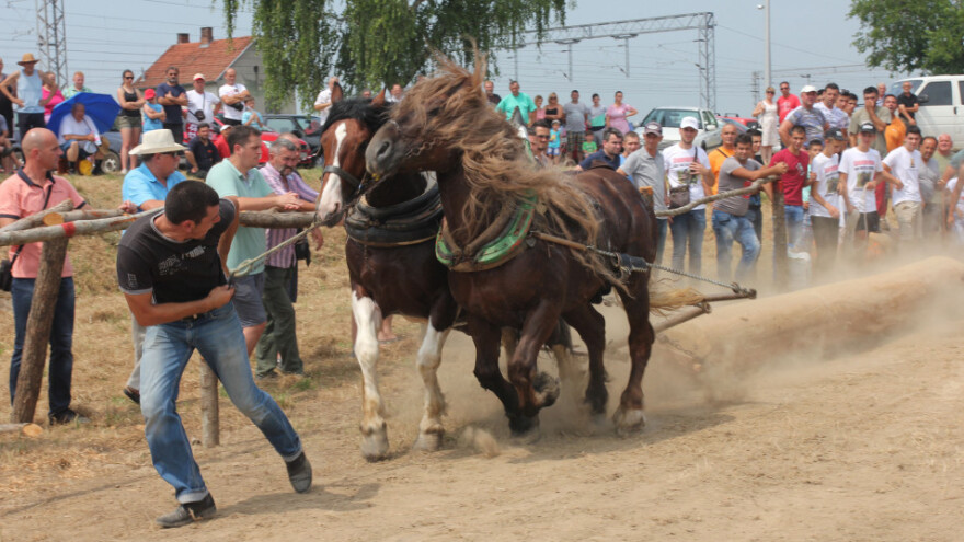 Natjecanje radnih konja u povlačenju trupaca, da ili ne?