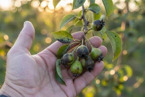 Strategija borbe protiv kruškine buhe