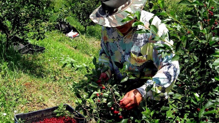 Voćari iz centralne Srbije najavljuju obustavu berbe višanja