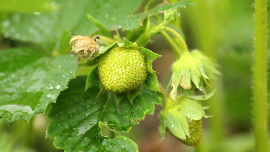 Mraz u Hercegovini i Gradiški: Najveće štete na krompiru i voću