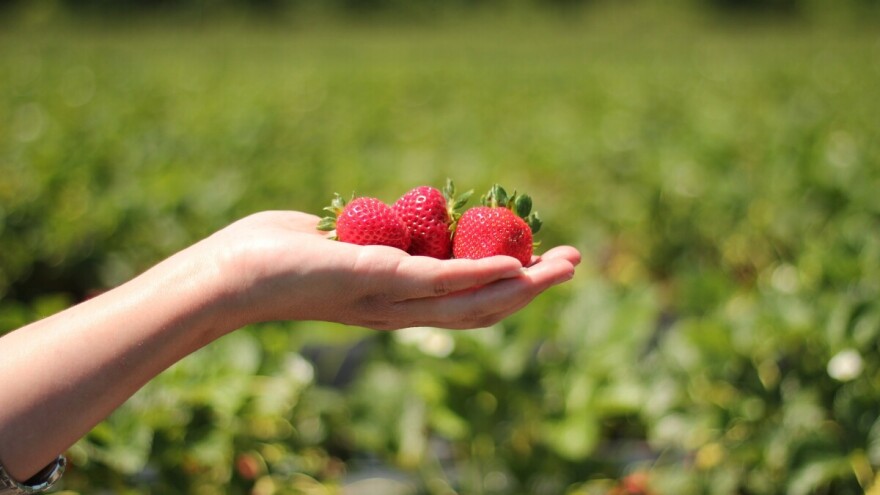 Dođite na predavanje o javnom pozivu za preradu i marketing u poljoprivredi