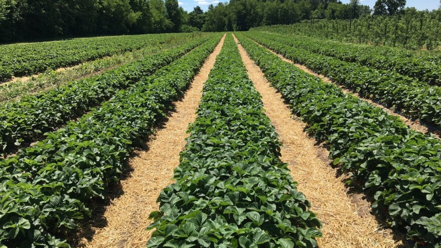 Ranjive skupine: 185.393 eura i za agroruralni sektor