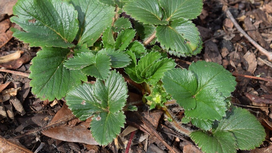 Čišćenje zasada jagode tokom proljeća