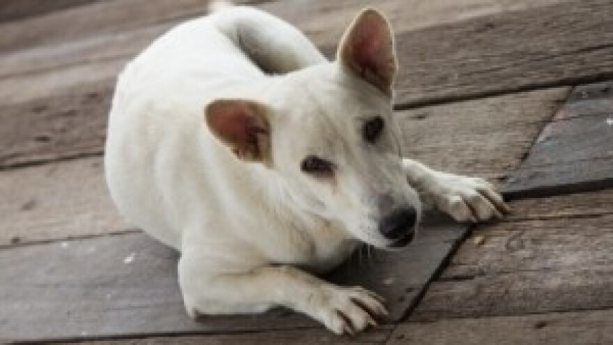 Podaci o psima zbrinutim s poplavljenih područja