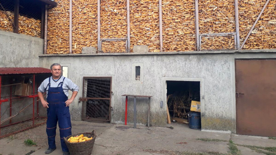 Srednji i kasni hibridi dali najbolje prinose, ali u ambaru čekaju bolje dane