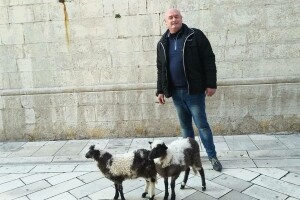 Janjčiće Lea i Tea, vlasnik stada Nenad Strenja, doveo na Kalelargu!