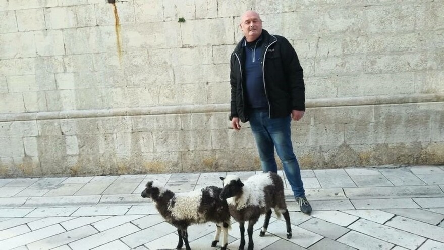 Janjčiće Lea i Tea, vlasnik stada Nenad Strenja, doveo na Kalelargu!