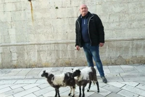 Janjčiće Lea i Tea, vlasnik stada Nenad Strenja, doveo na zadarsku Kalelargu!
