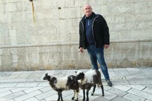 Janjčiće Lea i Tea, vlasnik stada Nenad Strenja, doveo na zadarsku Kalelargu!