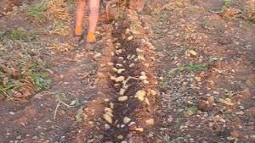 Karakteristike krumpira koje bi trebalo, a možda niste znali