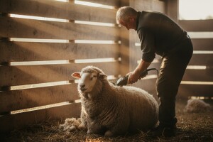 Striža ili šišanje ovaca