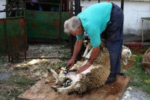 Značaj šišanja ovaca i kako ga pravilno napraviti