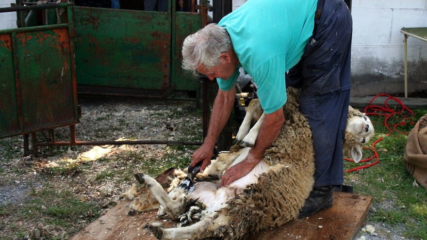 Značaj šišanja ovaca i kako ga pravilno napraviti