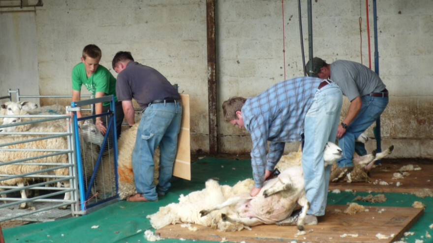 Šesti samit ovčara u Vojvodi Zimonjiću