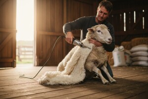 Striženje ovaca bez pola muke!