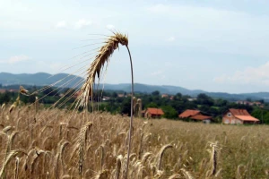 Tritikale - strno žito koje bi moglo više da se seje!
