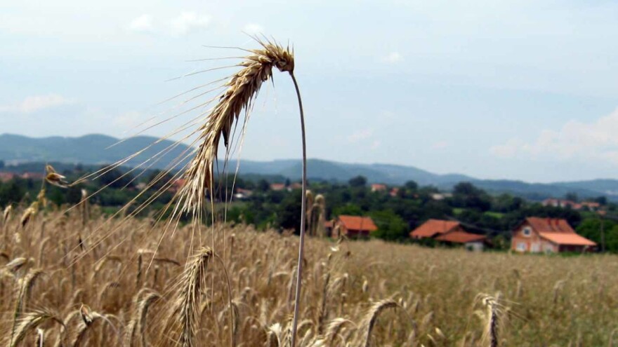 Tritikale - strno žito koje bi moglo više da se seje!